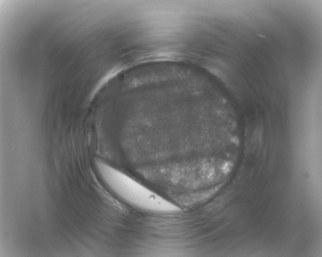 X0000065981450200603241927