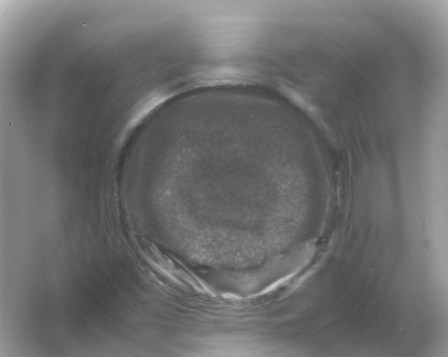 X0000065981453200603241927