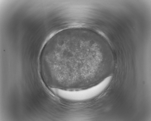 X0000065981467200603241927