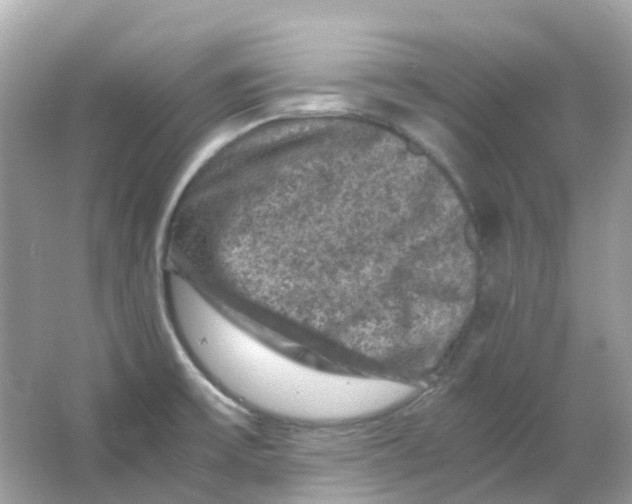 X0000065981475200603241926