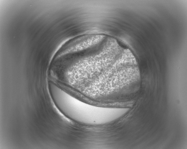 X0000065981476200603241926