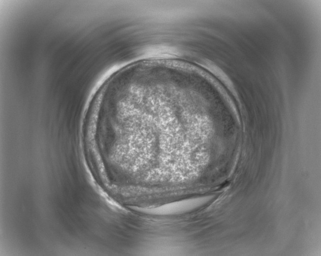 X0000065981488200603241926