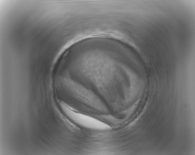 X0000065981506200603241926