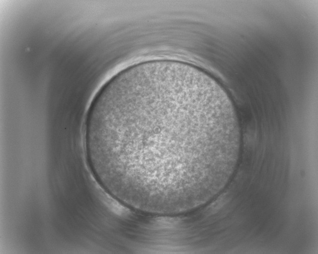 X0000065981514200603241926