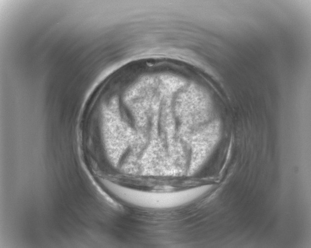 X0000065981517200603241926