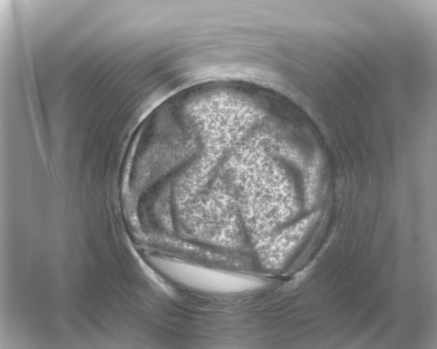 X0000065981521200603241926