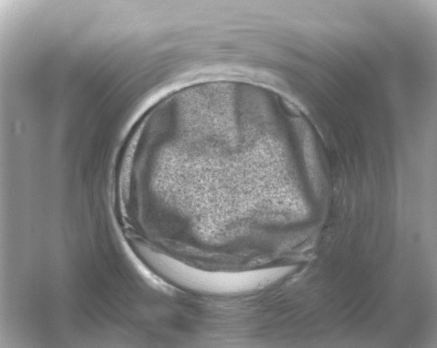 X0000065981523200603241926