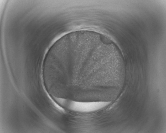 X0000065981525200603241926