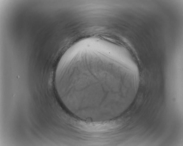 X0000065980018200603311917