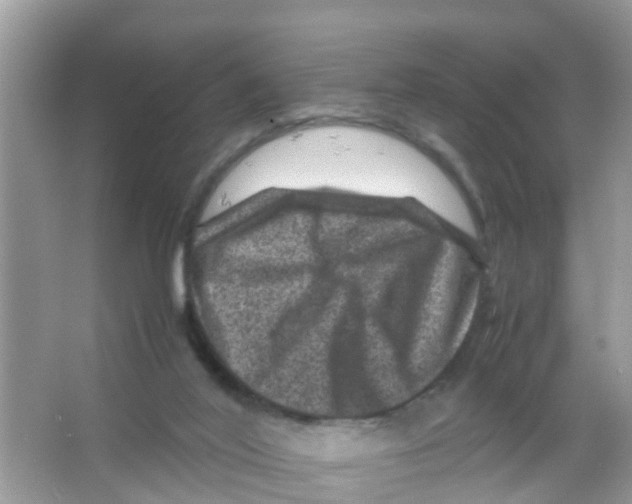 X0000065980020200603311917