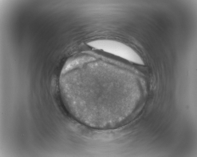 X0000065980029200603311916