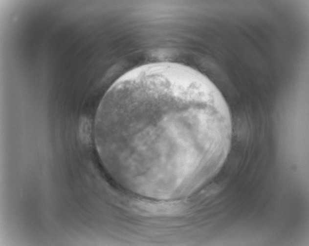 X0000065980036200603311916