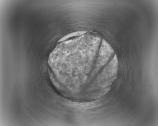 X0000065980043200603311916