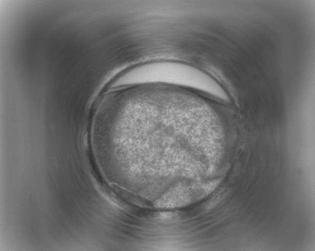 X0000065980060200603311915