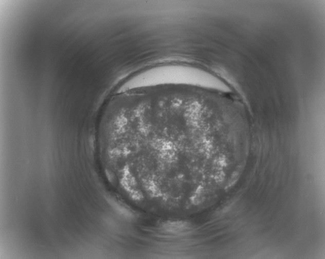 X0000065980063200603311915