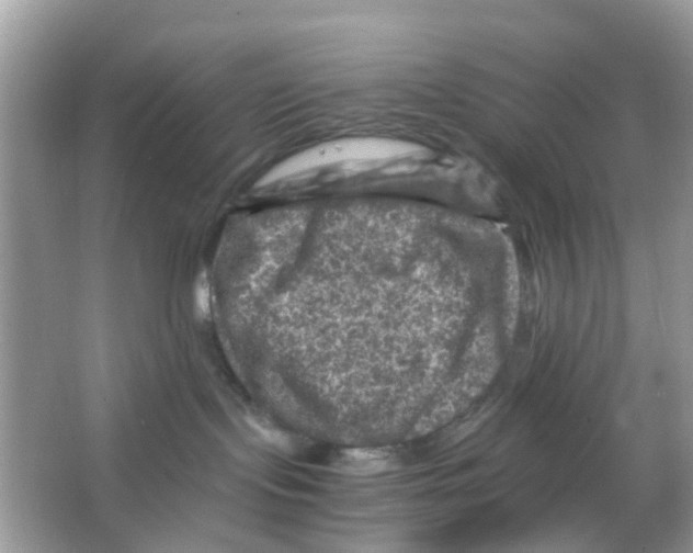 X0000065980095200603311916