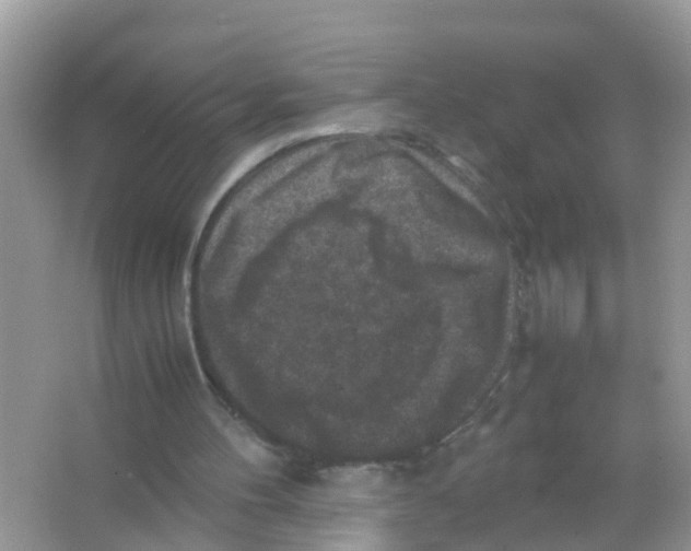 X0000065980100200603311915