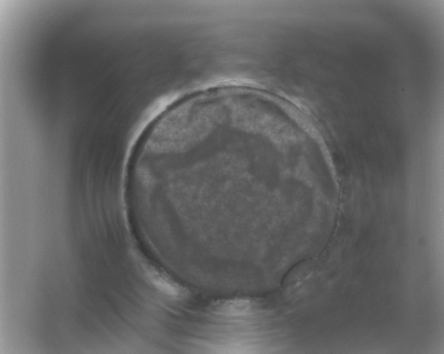 X0000065980104200603311915