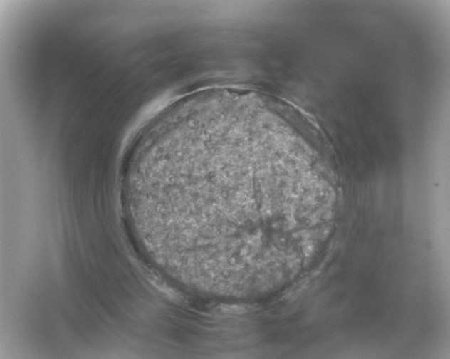 X0000065980149200603311914