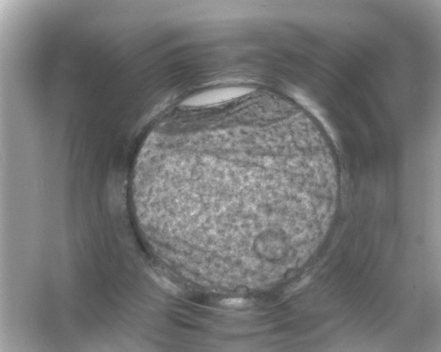 X0000065980153200603311914