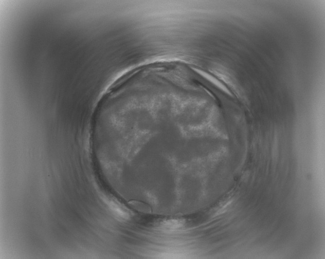 X0000065980156200603311914