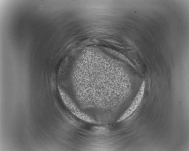 X0000065980170200603311914