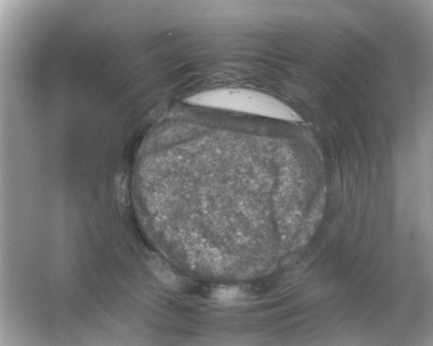 X0000065980177200603311914