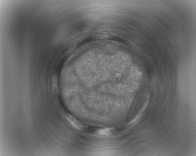 X0000065980178200603311914