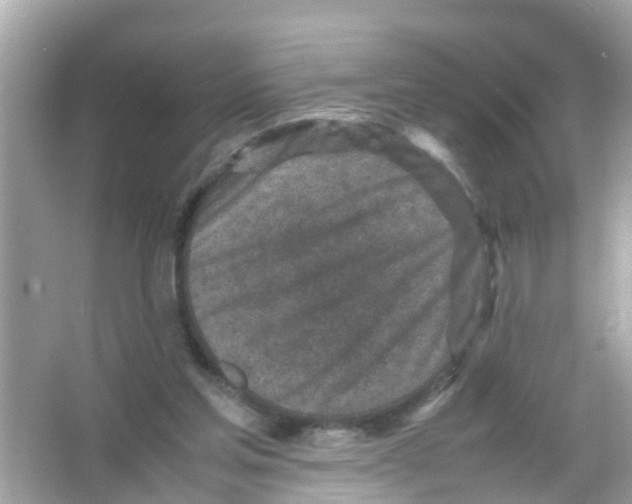 X0000065980205200603311913