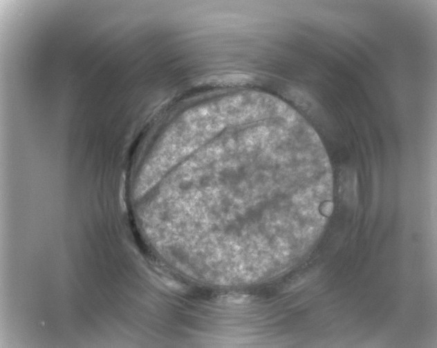 X0000065980206200603311913