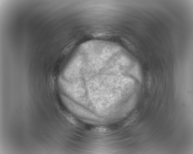 X0000065980276200603311912