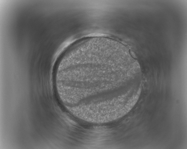 X0000065980296200603311912