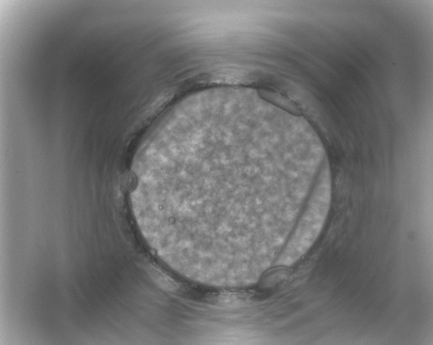 X0000065980305200603311912