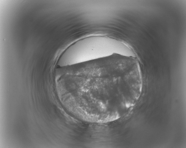 X0000065980337200603311910