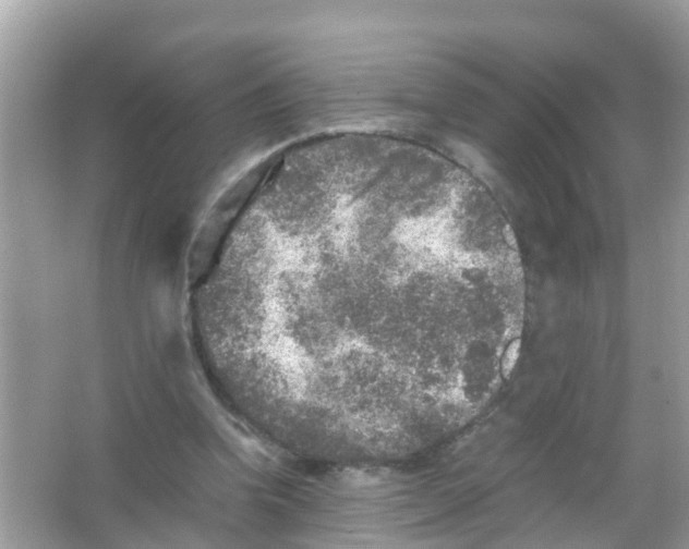 X0000065980346200603311910