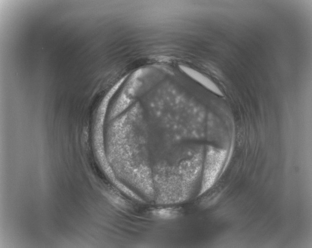 X0000065980365200603311911