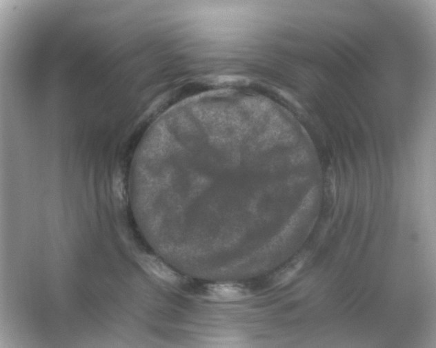 X0000065980380200603311911