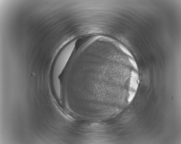 X0000065980390200603311910