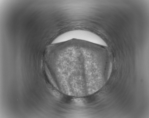 X0000065980417200603311910