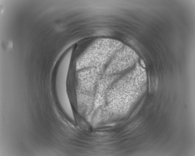 X0000065980435200603311909