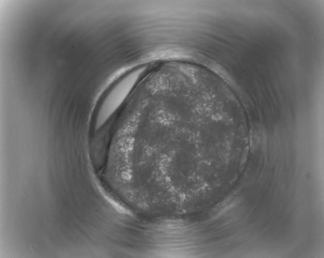 X0000065980438200603311909