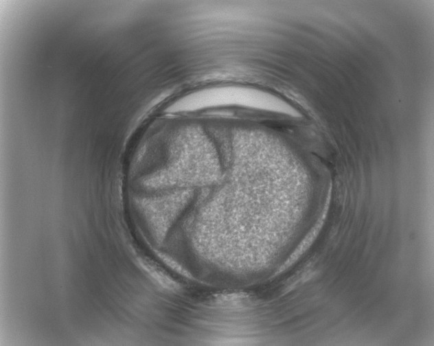 X0000065980446200603311909