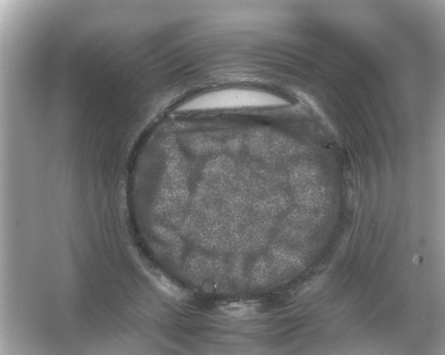 X0000065980447200603311909