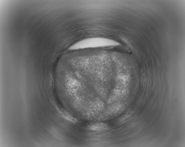 X0000065980459200603311909