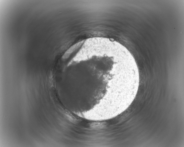 X0000065980465200603311909