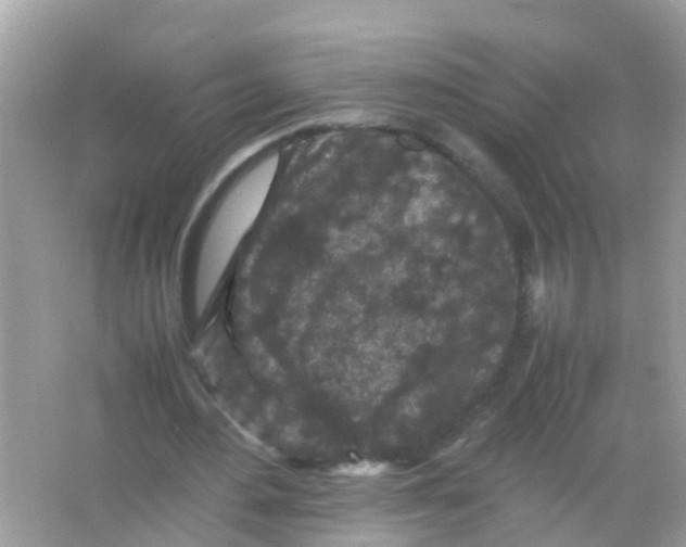 X0000065980484200603311909