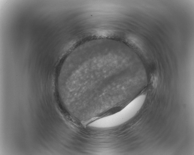 X0000065980496200603311908