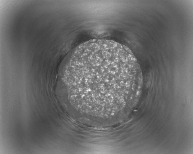 X0000065980515200603311908