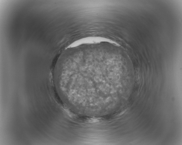 X0000065980523200603311908