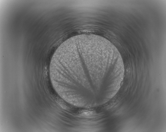 X0000065980555200603311907